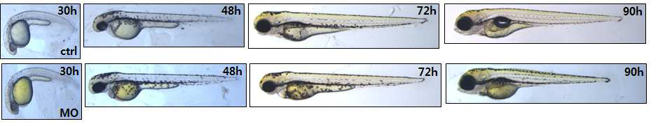 The effect of Dhrs1 knockdown on zebrafish development