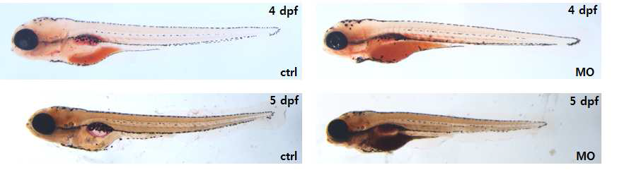 Lipid consumption is significantly reduced upon dhrs1 knockdown