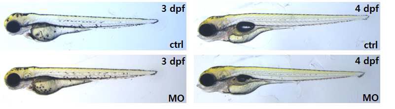 The effect of TMCO1 knockdown on zebrafish development