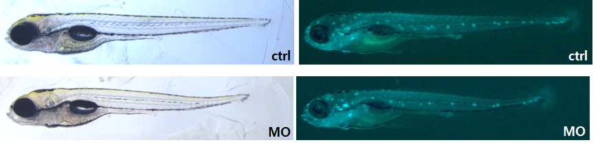 The effect of TMCO1 knockdown on zebrafish development