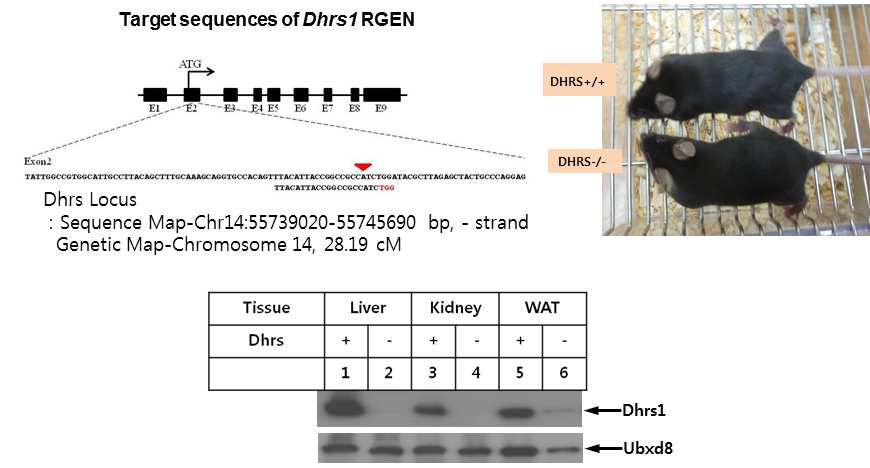 Generation of Dhrs1 knocjout mice