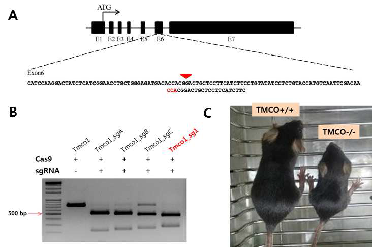Generation of TMCO1 knocjout mice