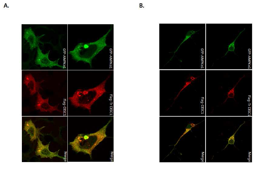 세포 내 DISC1과 AMPKα의 localization 확인