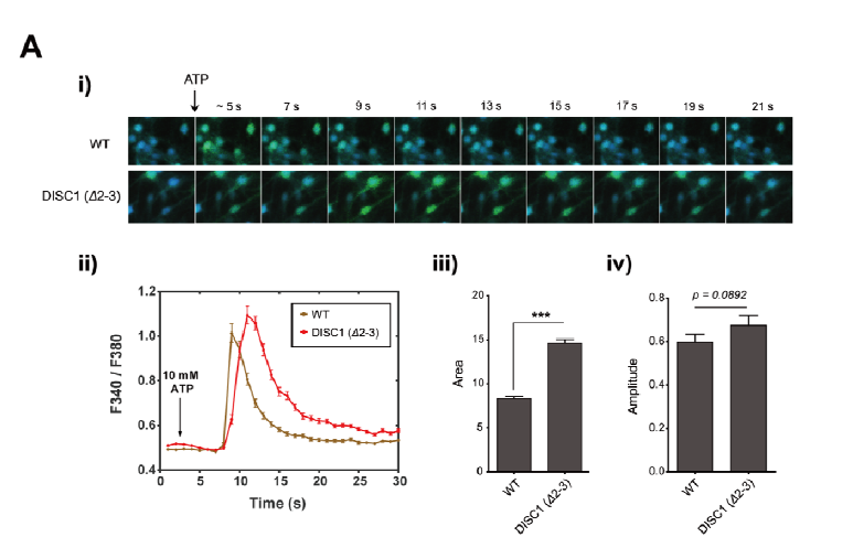 DISC1 마우스의 hippocampal neuron에서의 비정상적 ER calcium dynamics.