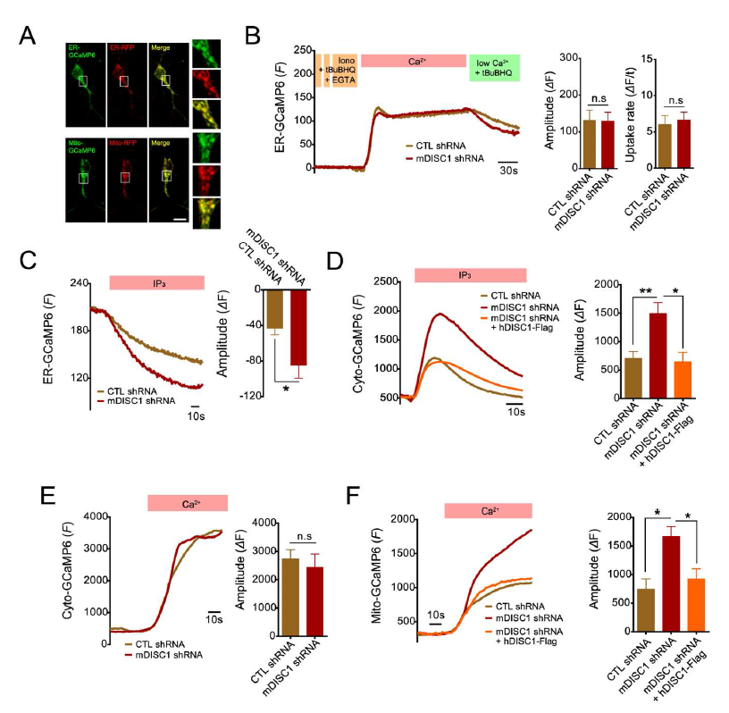일차배양신경세포 내 DISC1의 결핍에 따른 ER, 미토콘 드리아의 비정상적 calcium dynamics.
