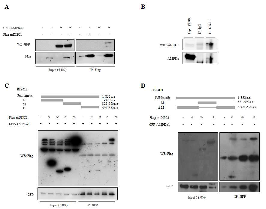 AMPK에 상호 작용하는 DISC1의 domain 확인