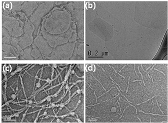 TEM images (a) 1 and (c) 2cryo-TEM images (b) 1 and (d) 3