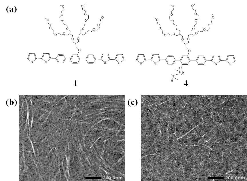 (a) 합성된 분자구조 (b) 0.03 wt% (w/v) 1 의 TEM image (c) 0.03 wt% (w/v) 2 의 TEM image