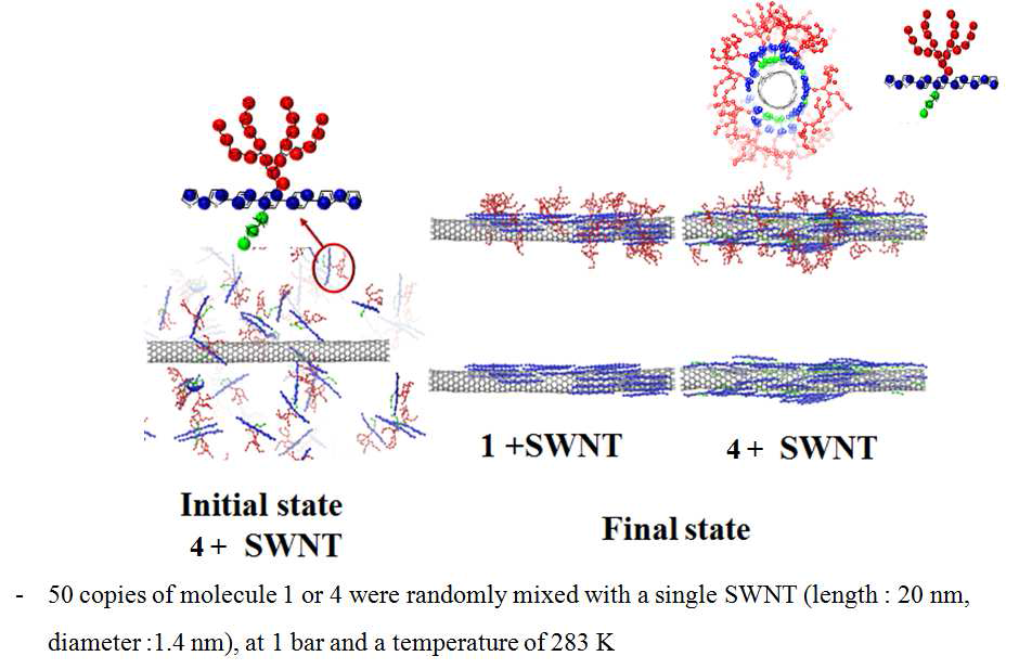 Coarse grain molecular dynamics 시뮬레이션 결과