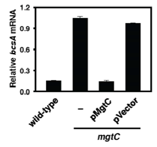 살모넬라균에서 유전적 탐색으로 발견한 cellulose 생합성 유전자 bcsA의 발현은 mgtC 유전자 결손시 증가하고 과량발현시 감소하는 것을 관찰