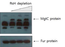 (위)ftsH유전자 depletion시 시간이 지남에 따라 MgtC 단백질이 축적됨 (아래)컨트롤로 Fur 단백질의 양은 변화가 없음