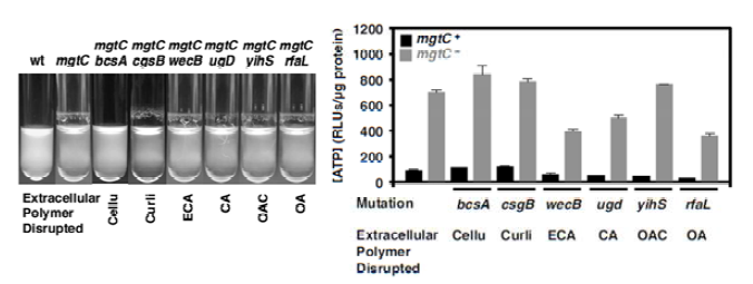 살모넬라 bcsA 결손균주는 mgtC 결손균주의 growth defect는 극복하는 suppressor이지만(왼쪽) ATP 합성 형질(오른쪽)은 무관한 것으로 밝혀짐.