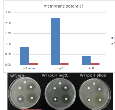 (위)phosphate transport 관련유전자들의 전사 조절자인 phoB의 결손 균주제 작후 membrane potential을 측정하였더니 wild-type에 비해 감소함. (아래) phoB 과량발현주를 제작하여 항생제 내성테스트를 수행하였을 때 chloramphenicol에 내성을 지님.