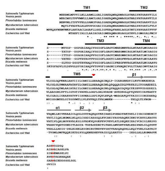 살모넬라균포함 유사 세포내 병원성 세균에서의 MgtC 아미노산 서열비교