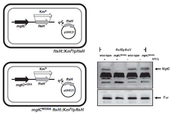 ftsH 유전자 결손균주 제작 원리
