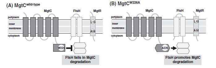MgtC 단백질의 분해원리. 야생형 MgtC 단백질에서는 C-말단에 존재하는 W226 잔기가 FtsH protease의 단백질 분해를 방해함으로써 병원성 단백질인 MgtC 단백질이 만들어지도록 하지만 (왼쪽) W226A 치환체에서는 더 이상 FtsH protease 의 단백질 분해를 방해하지 못하므로 MgtC 단백질이 분해되어 검출되지 못함 (오른 쪽).
