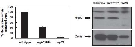 MgtC W226A 염색체 치환체의 숙주거대세포 모델에서 숙주내 증식이 mgtC 결 손균주와 달리 야생행과 유사하게 회복 (왼쪽)되고 Western Blot analysis에서도 MgtC 단백질이 검출됨(오른쪽).