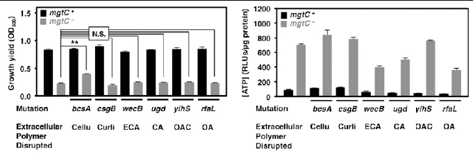MgtC 유전자 결손시 야생형 살모넬라에 비해 성장이 저해되는 형질이 cellulose 생합성 유전자 결손 균주에서 suppression됨 (왼쪽). 그러나 cellulose 생 합성 유전자 결손균주는 MgtC 결손균주가 ATP를 과량 생산하고 membrane potential이 높아지는 현상하고는 독립적임이 관찰됨 (오른쪽).