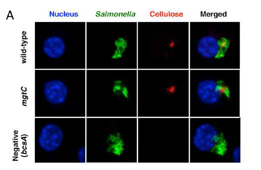 살모넬라균이 아생형도 숙주거대세포내에서 cellulose를 만드는 것을 보여주는 현미경 사진