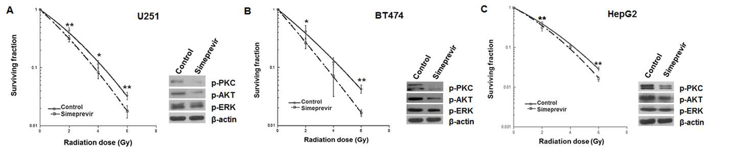 3가지 인간 유래 종양 세포주 (A, U251 뇌교종 세포주; B, BT474 유방암 세포주; C, HepG2 간암 세포주)에서 시메프레비르 처리 후 종양 방사선 반응이 증가함을 확인하였다. PI4K downstream molecule인 PKC와 Akt의 인산화 가 감소하였다.