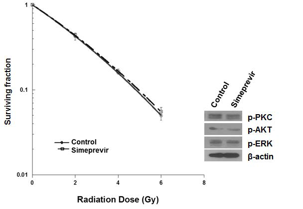 인간 유래 성상세포에 시메프레비르 전처리 후 방사선 을 조사하였을 때는, 유의한 세 포독성이 관찰되지 않았으며 (좌), PKC와 Akt의 인산화의 변 화 역시 관찰되지 않았다.(우)
