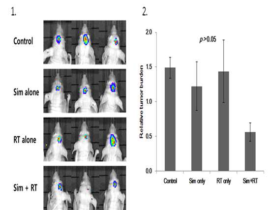 뇌종양 세포주 U251을 이용한 in vivo xenograft model에서 시메프레비르와 방사선치료를 병합하였 을 때 종양의 생장이 억제되는 것을 확인하였다. 좌: 각 그룹별 bioluminescence image의 비교. 우: 상대적인 종양 크기의 비교