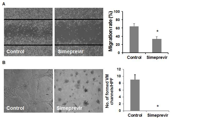 시메프레비르에 의해 세포의 이주율이 유의하게 감소하고 (A), 유사 혈관 형성이 억제됨을 확인 되었다. (B)