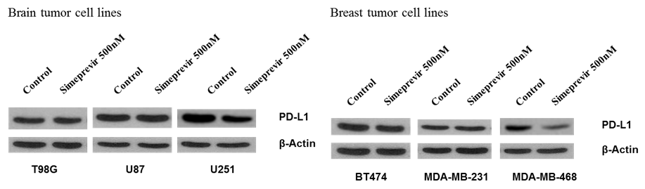 여섯 가지 인체 유래 종양 세포주에서 시메프레비르를 처리하였을 때 U-251 뇌교종 세포주와 MDA-MB-468세포주에서 PD-L1의 발현이 감소함이 확인되었다.