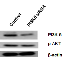 siRNA를 통하여 PI3K􌩃를 억제하였을 때 Akt의 인산화가 억제되었다.