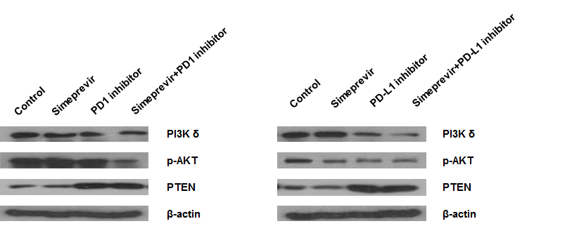 immunotherapeutic agent인 PD-1억제제 또는 PD-L1억제제를 시메프레비르와 병용하여 처리 하였을 때, PI3K􌩃는 감소하고, Akt의 인산화가 억제되며 PTEN의 발현은 증가함이 확인되었다.