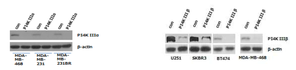 뇌종양 및 유방암 세포주에서 PI4K의 각 isotype을 표적으로 하는 siRNA를 이용하여 선택적으로 억제해보았을 때 효과적인 target-specific silencing effect 를 관찰하였다