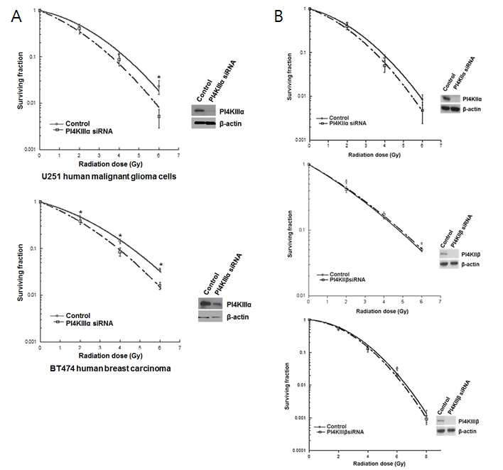 siRNA를 이용하여 PI4K III􌩀의 억제로 종양의 방사선에 대한 민감성이 증가함이 확인되었 고 (A) 다른 PI4K isotype (II􌩀(A), II􌩁(B), 그리고 III􌩁(C))의 억제로는 일관된 방사선 감작 반응 이 나타나지 않음을 확인하였다. (B)