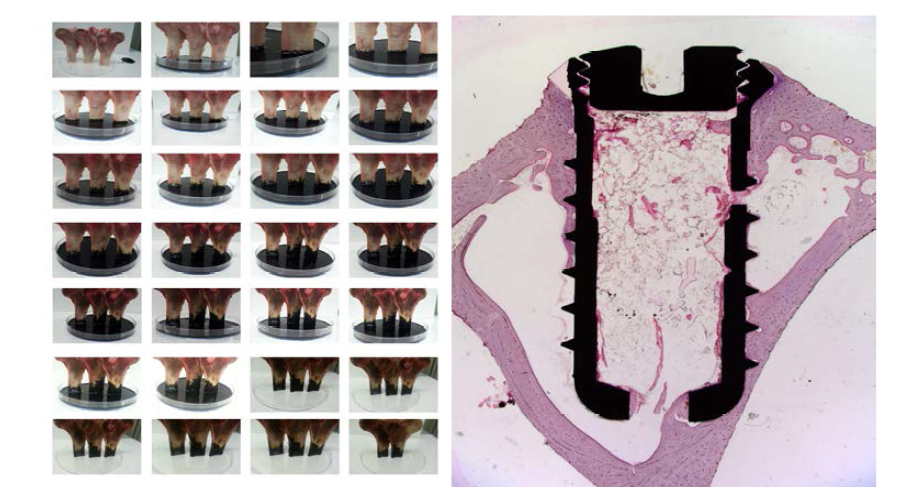시상절단된 bovine femur의 시간별 dye absortion (좌)와 Osseointegration된 OsseoGate prototype device의 histology 사진