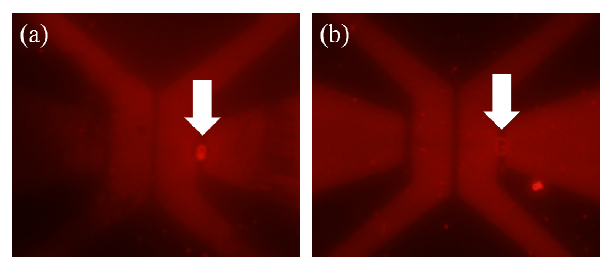 (a) 전위를 인가한 상태에서 biotin과 streptavidin을 코팅 했을 때와 (b) 전위를 인가하지 않은 상태에서 biotin과 streptavidin을 코팅 했을 때 형광 이미지