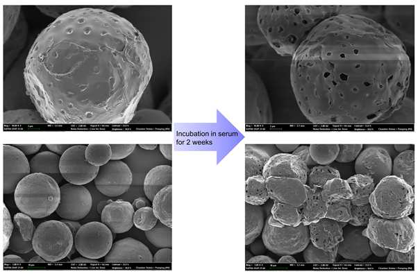 PLGA기반의 미세구를 혈청에서 2주 간 분해성능 실험을 시행함. 2주 후 시행한 FE-SEM영상에서 미세구 에 nano-pore가 발생하면서 doxorubicin이 방출됨을 알 수 있음.