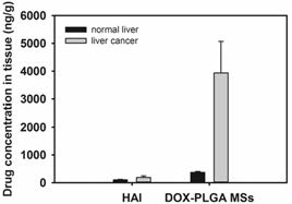 정상 간과 종양 내의 doxorubicin의 함량을 측정. 종양 내부에 고농도의 항암제가 전달되었음