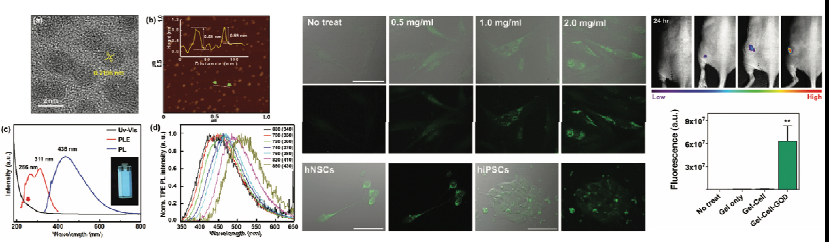 그래핀 나노파티클(GQD)의 특성 분석, 다양한 인간 줄기세포 이미징 가능성 및 생체 내 줄기세포 추적 형광 이미징 분석
