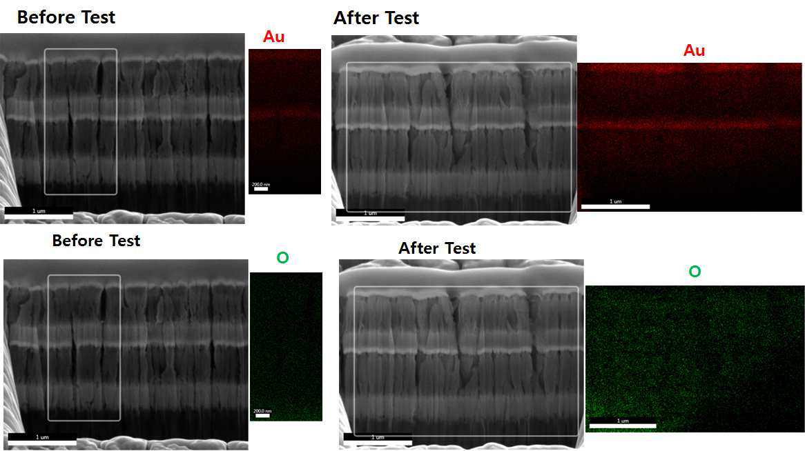 EDAX를 통해 측정한 구성 원소 분포. 금 원자 분포(상) 및 산소 원자 분포(하)