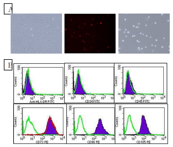 Human UCB-MSCs preparation.