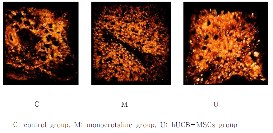 Engraftment of hUCB-MSCs in lung tissues.