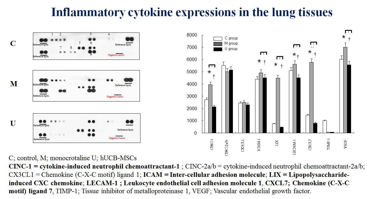 Cytokine assay in the lung tissues.