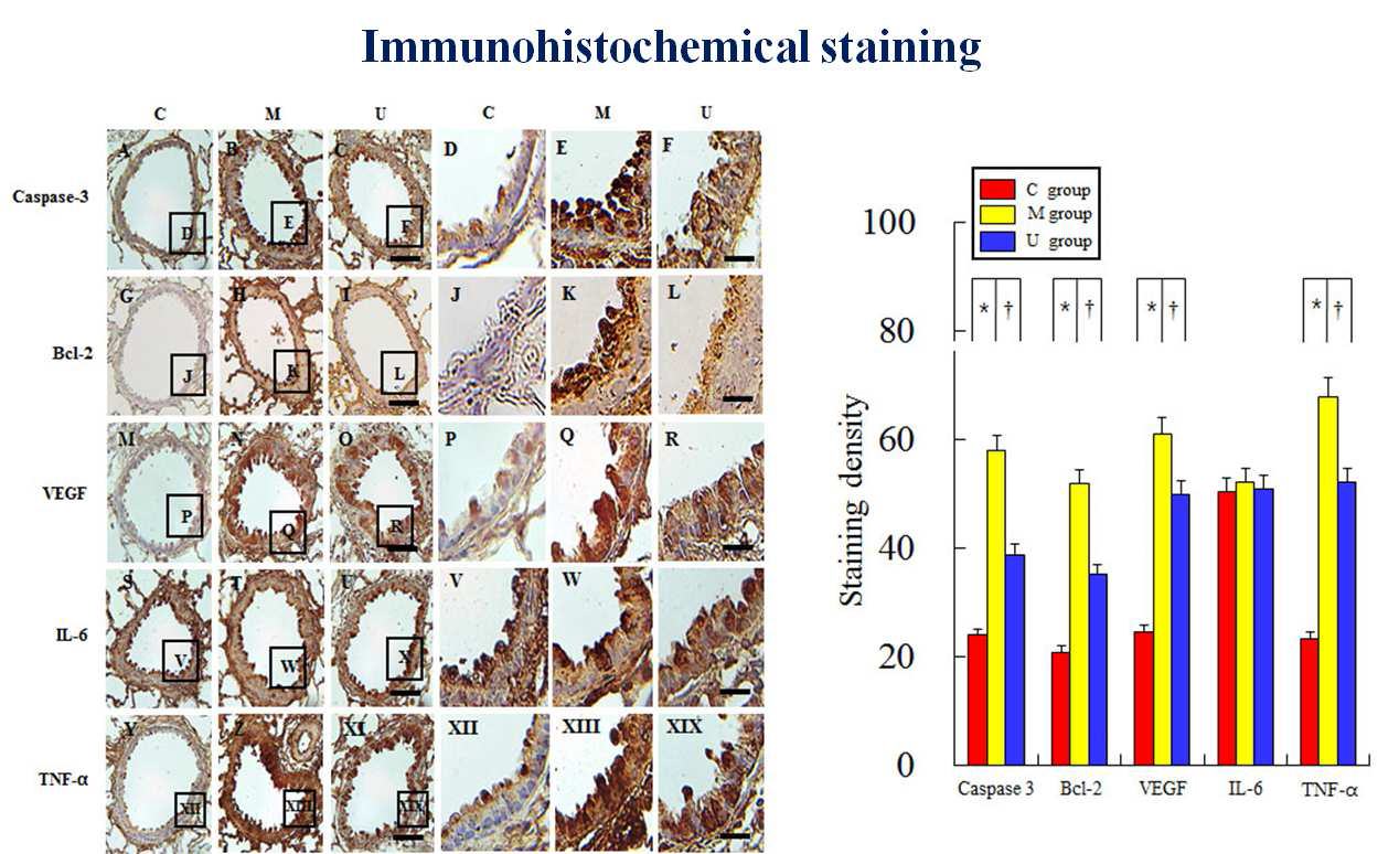 Immunohistochemical staining in the lung tissues.