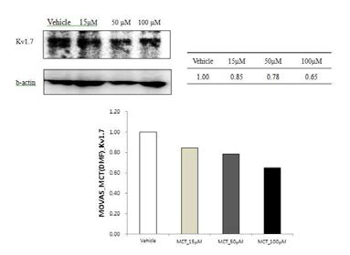 Changes of expressions of Kv1.7 channel.