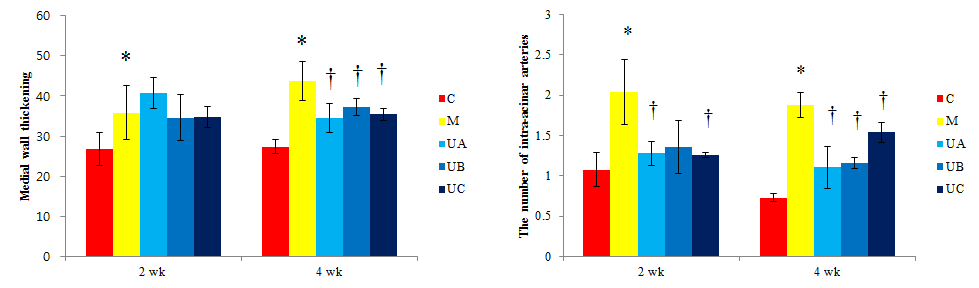 Changes of medial wall thickness(A) and the numbre of intra-acinar arteries(B)