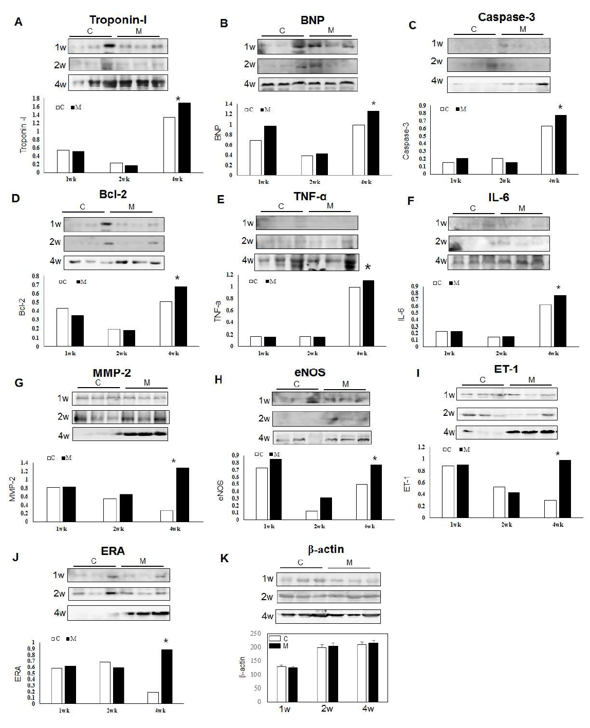 Western blot analysis in the lheat tissues.