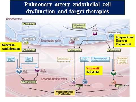 Target theraphy of pulmonary hypertension.