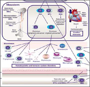 human umbilical mesencymal stem cell.