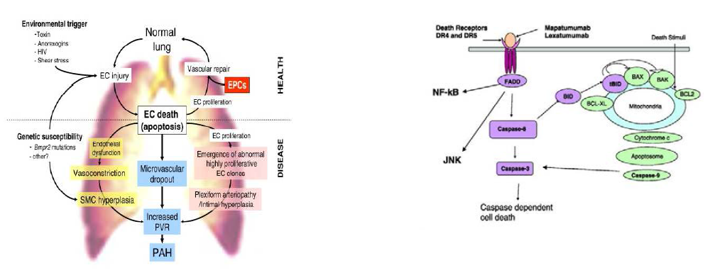 Apoptosis and inflammation in PAH.