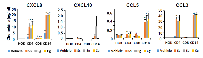 구강편평태선과 연관된 세균에 의한 케모카인 발현 유도 HOK-16B, CD4+, CD8+, CD14+ 세포에 Ss, Sg, Cg 세균을 1:1000의 비율로 24 시간 감염시킨 후 배양액에 있는 CXCL8, CXCL10, CCL5, CCL3을 ELISA로 측정하였다.