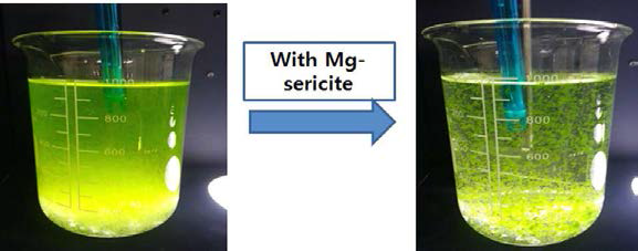 Flocculation of microalgae with Mg-sericite (flocculants dose: 80 mg/L, C. vulgaris concentration 4.35 g/L, volume of microalgae: 100 mL, pH 5, mixing time: 2min)